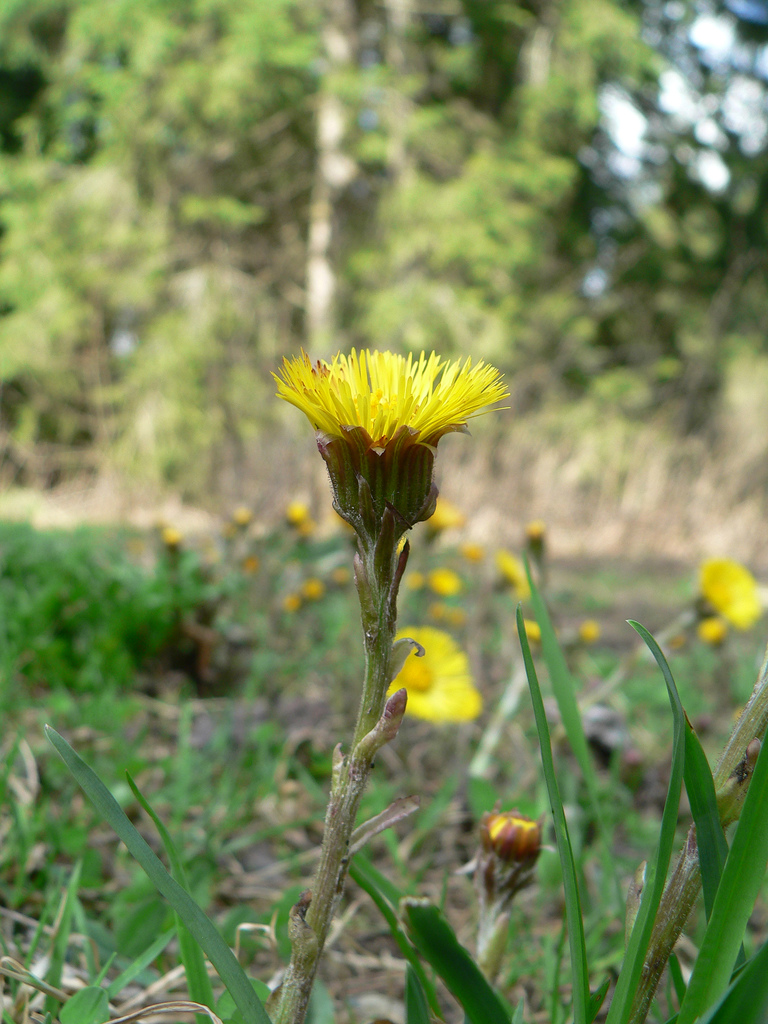 Tussilago Farfara